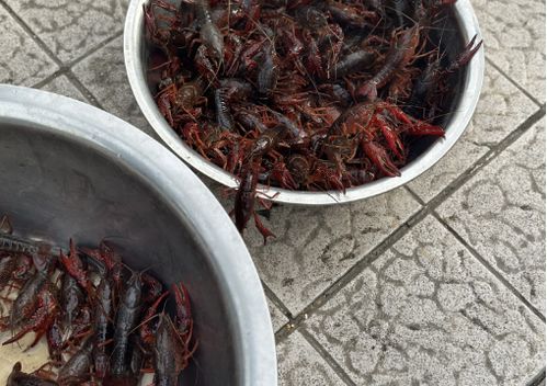 儀征龍蝦調(diào)料價(jià)格突現(xiàn)大跌，市場(chǎng)供需與季節(jié)因素成主因